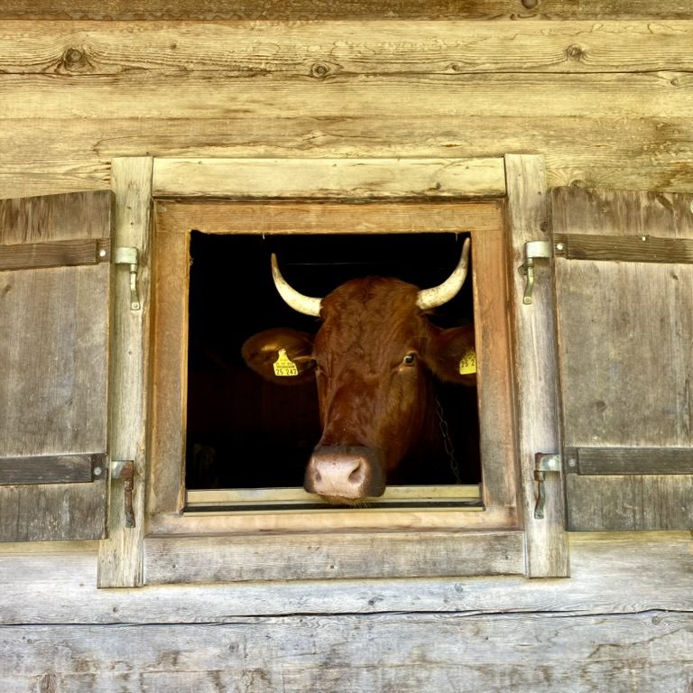 Eine Kuh schaut aus einem Fenster eines Holzstalls auf der Bindalm im Nationalpark Berchtesgaden.