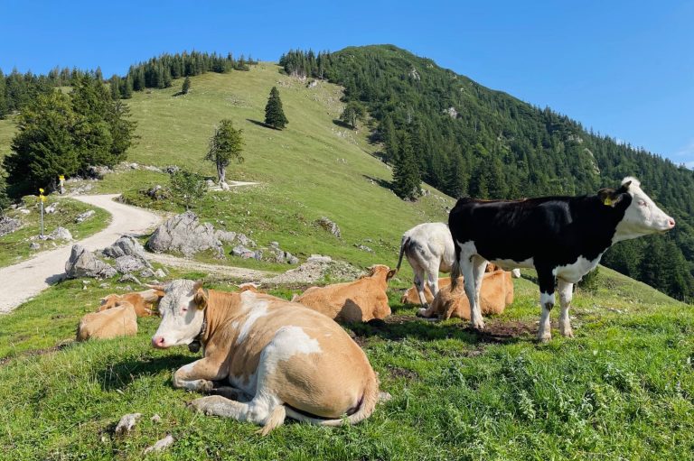 Almwanderung in den Chiemgauer Alpen Eine Gruppe Kühe auf einer grünen Wiese oberhalb vom Chiemsee mit einem Chiemgauer Alpen im Hintergrund.