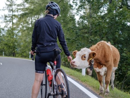 Eine Radfahrerin interagiert mit einer Kuh am Straßenrand am Rossfeld, Berchtesgaden. 